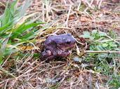 Reptile eastern spadefoot toad.jpg