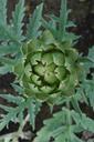 artichoke-garden-vegetable-natural-1062421.jpg