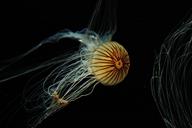 jellyfish-animal-medusa-cnidaria-606608.jpg