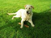 labrador-retriever-dog-outdoors-188308.jpg