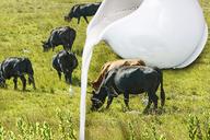 cow-milk-dairy-cattle-farm-653296.jpg