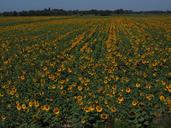 sunflower-sunflower-field-1521874.jpg