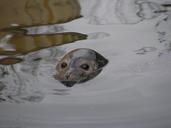 seal-head-water-surface-eye-591293.jpg