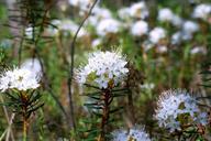 swamp-marsh-tea-flower-wetland-581878.jpg