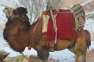 camel-animal-mammal-travel-safari-722614.jpg