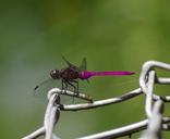 dragonfly-insect-nature-wildlife-621837.jpg