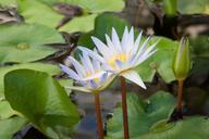 water-lilies-nymphaea-lake-rose-454714.jpg