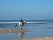 horse-mold-rider-dog-beach-sea-1450815.jpg