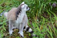 lemur-maki-wild-maki-catta-1443022.jpg