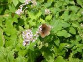 meadow-brown-butterfly-insect-brown-413403.jpg