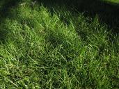 lawn-green-landscape-ground-1139238.jpg