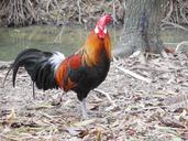 rooster-bird-animal-orange-black-223662.jpg