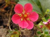 strawberry-flower-red-blossom-bloom-347167.jpg