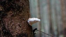 fungus-tree-mushroom-bark-rain-455180.jpg