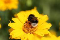 hummel-pollen-insect-blossom-bloom-834388.jpg