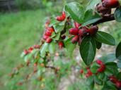 berries-plant-berry-red-bush-967372.jpg