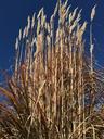 grass-landscape-green-nature-plant-1039269.jpg