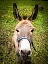 donkey-meadow-ears-beast-of-burden-946444.jpg