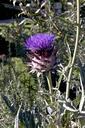 Artichoke_flower.png