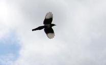 elster-bird-flight-slightly-clouds-362213.jpg