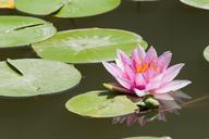 water-lily-lake-lotus-flower-pond-394076.jpg