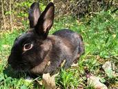 rabbit-bunny-nero-337224.jpg