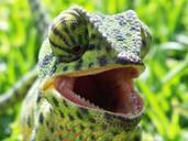 chameleon-reptile-green-camouflage-237280.jpg