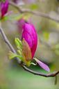 magnolia-blossom-bloom-spring-pink-620846.jpg