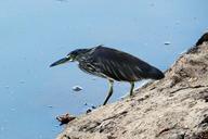 pond-heron-stalking-paddy-bird-lake-277561.jpg