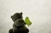 hippo-raindrops-rain-drops-70350.jpg