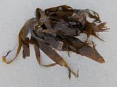 kelp-sea-seaweed-ocean-plant-706294.jpg