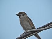 sparrow-bird-plumage-close-893276.jpg