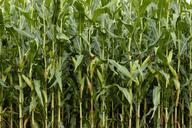 corn-green-nature-cornfield-field-1662551.jpg