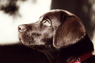 labrador-dog-pet-canine-brown-336555.jpg