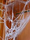 spider-web-hoary-frosty-winter-258623.jpg