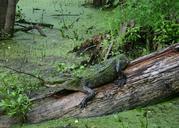 alligator-swamp-wildlife-nature-452646.jpg