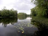 lily-pads-river-still-water-stream-499171.jpg