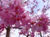 cherry-blossoms-great-888624.jpg