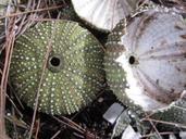 lime-skeleton-sea-urchin-sea-urchins-1305328.jpg