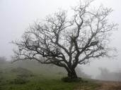 bare-tree-deciduous-mist-cold-1031377.jpg