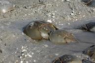 Pair of mating horseshoe crabs limus polyphemus.jpg