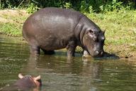 hippo-hippopotamus-weight-loss-374145.jpg