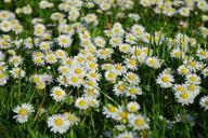 daisy-flower-carpet-white-flower-324401.jpg