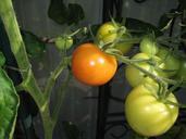 tomatoes-summer-garden-eat-frisch-945738.jpg