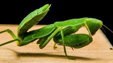 praying-mantis-fishing-locust-green-190169.jpg