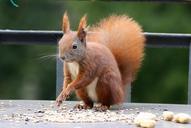 squirrel-eichkater-animal-nager-1000386.jpg