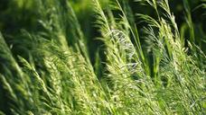 fields-green-nature-grass-sunlight-1393090.jpg