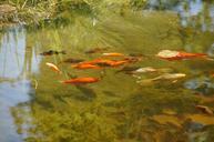 pond-garden-pond-goldfish-892529.jpg