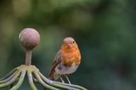 robin-bird-songbird-animal-409687.jpg