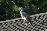 heron-bird-325105.jpg